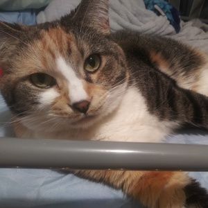 Meet your Posher, Cameron